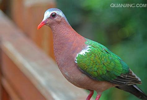 適合養在家裡的鳥|新手養鳥指南 挑選及準備要點 – 寵物百科